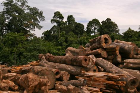 FSC-certificeret træ, Borneo