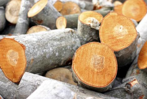 Naturstyrelsen påbegynder kontrollen af danske importørvirksomheder