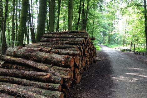 FSC skov