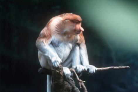 Næseabe