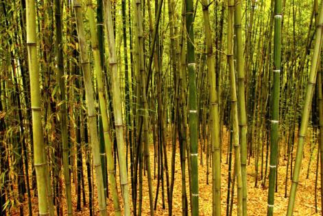 Bambus i Kina
