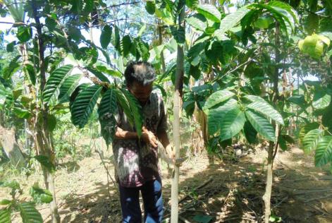 Pruning activity (© KSU Alas Mandari KTI)