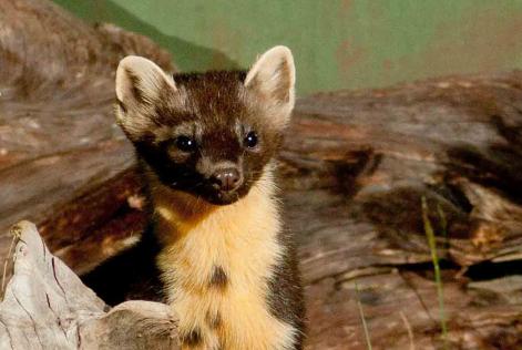 Skovmår (Martes martes)