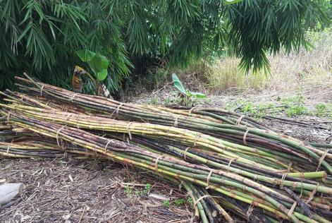 The raw material of rattan harvested from a well managed forest