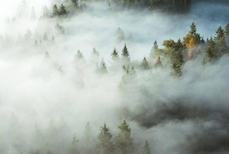 FSC-certificerede skove lagrer mere kulstof