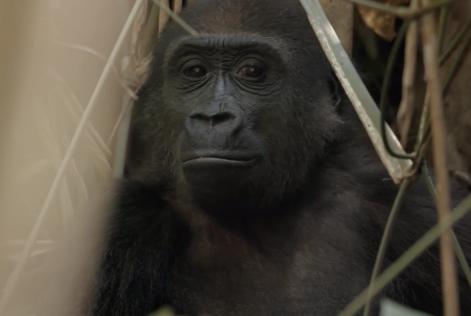 Gorilla Congo