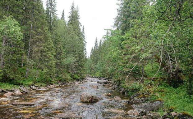 FSC åbner kontor i Norge