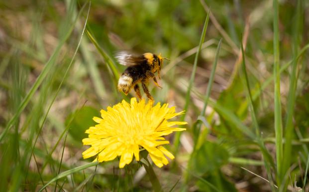 ZOO, Frank Rønsholt