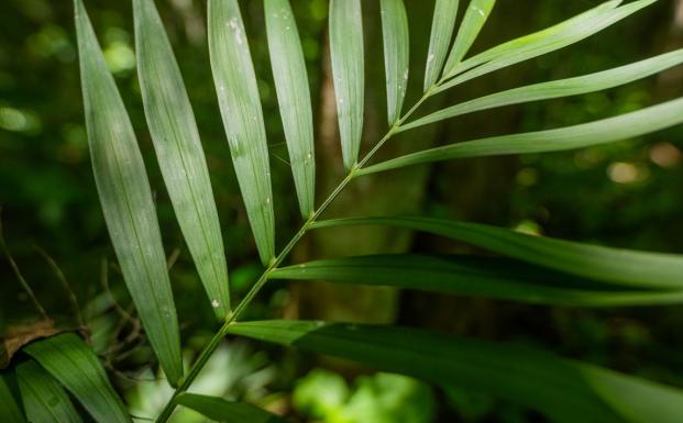 Guatemala plant - FSC Ivan Castro