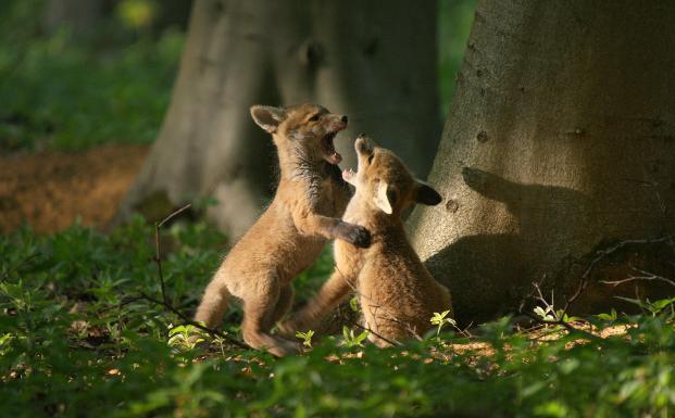 2022_FSC UK_Fox cubs_(c) FSC UK_O.Barber