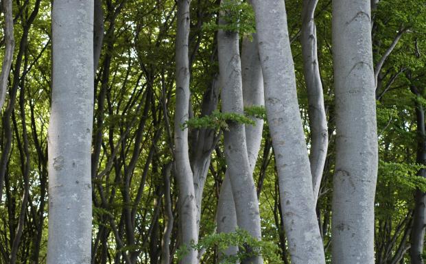 FSC-skov FSC-skov