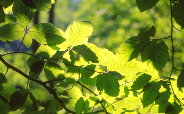 Kom med til Skovens Dag