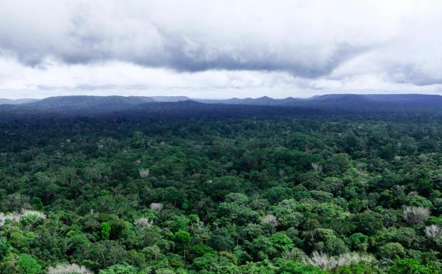Skov i Brasilien Skov i Brasilien