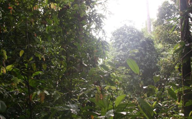 Skov på Borneo Skov på Borneo