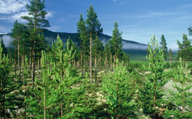Europæisk skov Europæisk skov