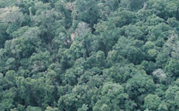 Workshop styrker lokalsamfunds engagement i FSC-certificerede plantager