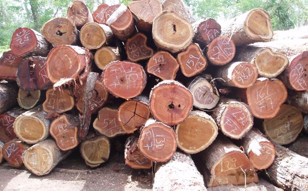 The Amazon Alternative vil skabe større FSC-udbud i Bolivia The Amazon Alternative vil skabe større FSC-udbud i Bolivia