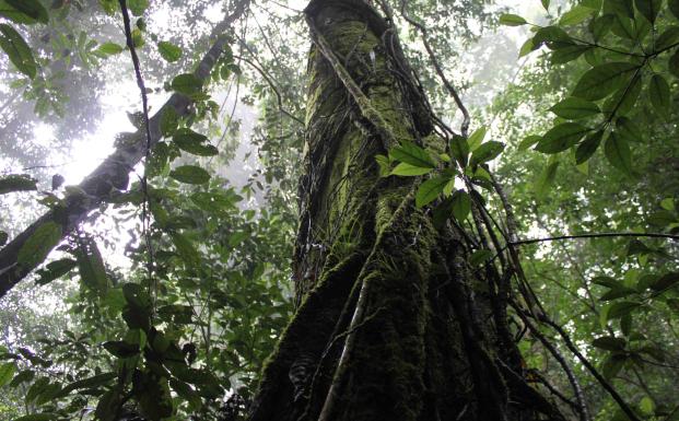 FSC vokser i Indonesien FSC vokser i Indonesien