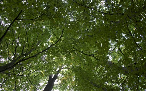 FSC styrker sine services: revision af den årlige registreringsafgift FSC styrker sine services: revision af den årlige registreringsafgift