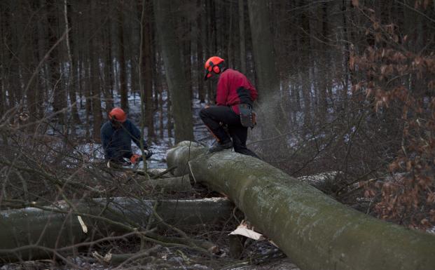 FSC-certificeret skov FSC-certificeret skov