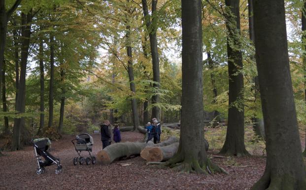 FSC-certificerede dansk skov