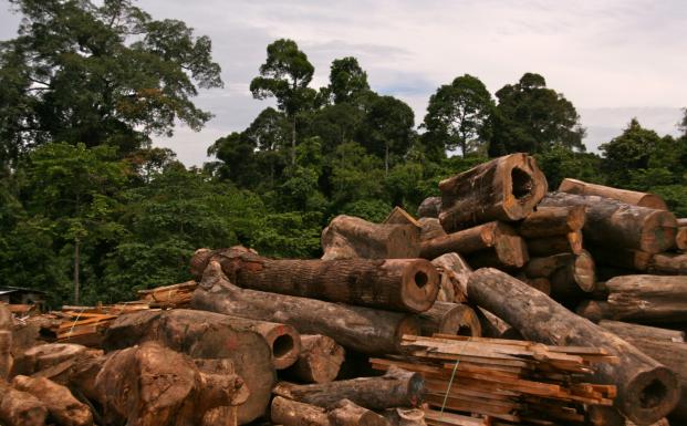Globale skovvirksomheder forpligter sig til at udbrede bæredygtigt skovbrug