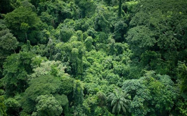 Tyske myndigheder beslaglægger illegalt træ
