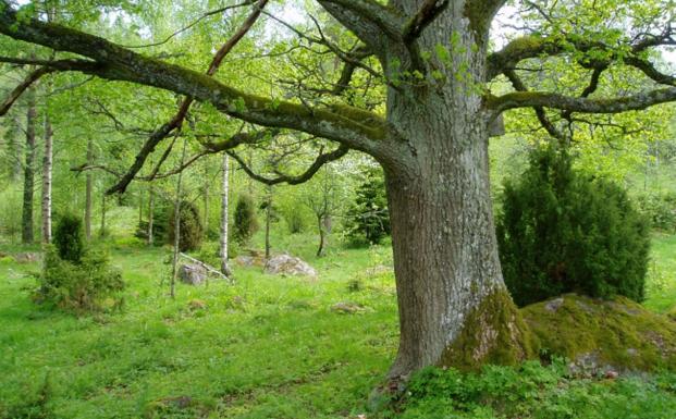 Læs et udpluk af FSC Danmarks aktiviteter i 2014 Læs et udpluk af FSC Danmarks aktiviteter i 2014