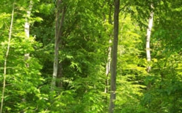 Danske skove høster bundkarakter Danske skove høster bundkarakter