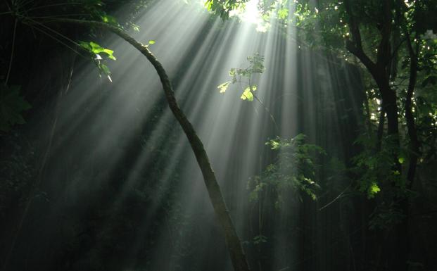 Rainforest Rainforest