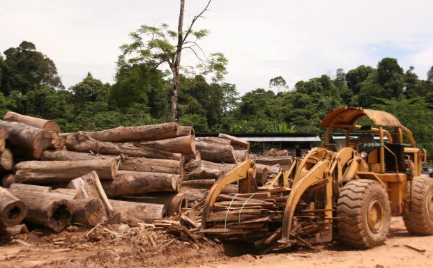 FSC-skov på Borneo FSC-skov på Borneo