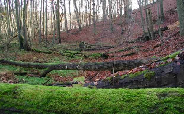 Opdatering på revisionen af den danske skovstandard