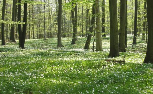 Offentlig høring om pre-consumer genbrugstræs overholdelse af EUTR Offentlig høring om pre-consumer genbrugstræs overholdelse af EUTR