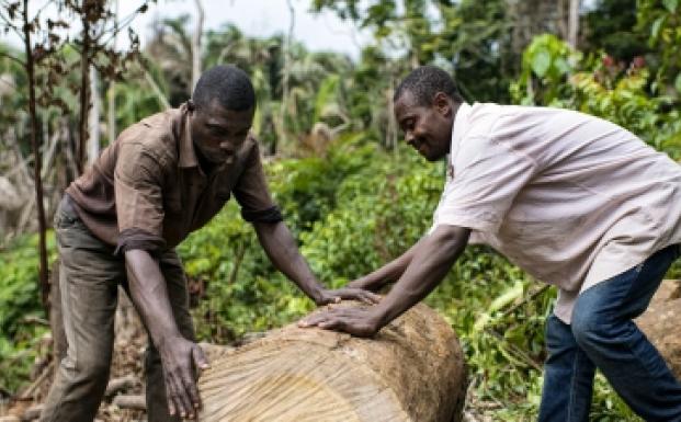 FSC-certificering forbedrer levevilkår i Congo-bassinet FSC-certificering forbedrer levevilkår i Congo-bassinet