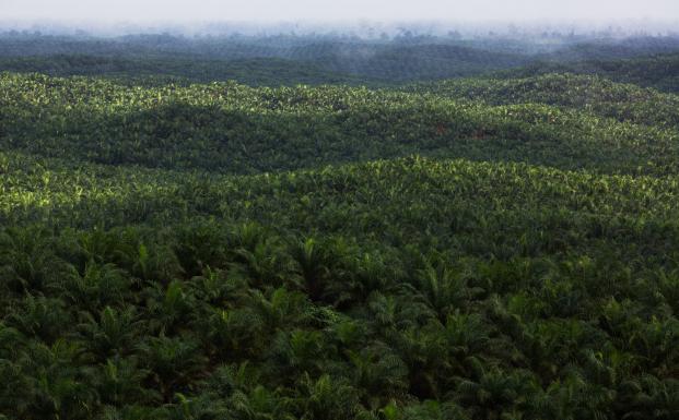 Palmeolieplantage på Borneo, Indonesien Palmeolieplantage på Borneo, Indonesien