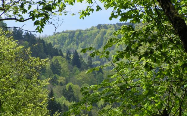 Den grønne guitar Den grønne guitar