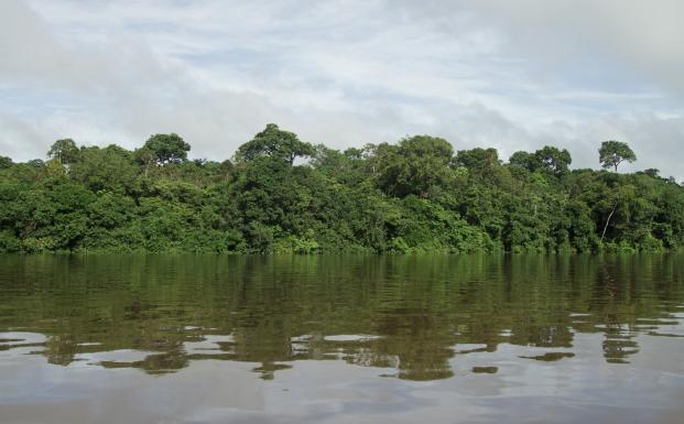 TAA har skabt 2,2 millioner hektar FSC-certificeret skov i Amazonas TAA har skabt 2,2 millioner hektar FSC-certificeret skov i Amazonas