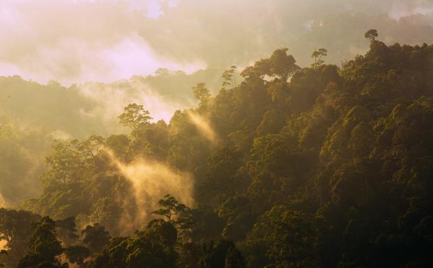 FSC-certificeret skov på Borneo