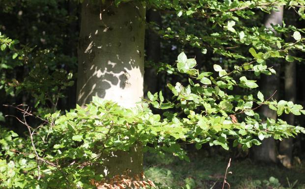 Åland går foran med FSC-certificering i Finland Åland går foran med FSC-certificering i Finland