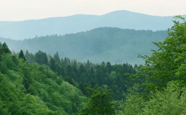 FSC-certificeret skov i Polen FSC-certificeret skov i Polen