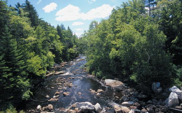 FSC vinder i sammenligning med SFI