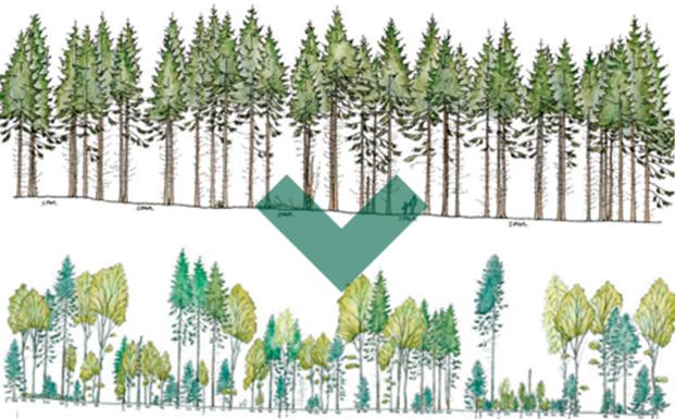 Skov p&aring; finansloven