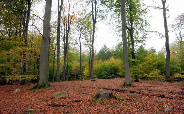 FSC godkender internationale generiske indikatorer