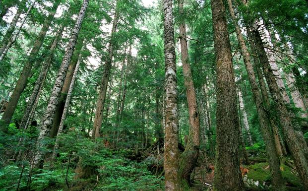 WWF og Apple vil hj&aelig;lpe Kinas skove