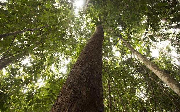 EU&rsquo;s T&oslash;mmerlov (EUTR) er under revision