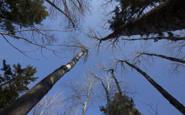 Ans&oslash;gningsrunde for b&aelig;redygtig skovdrift