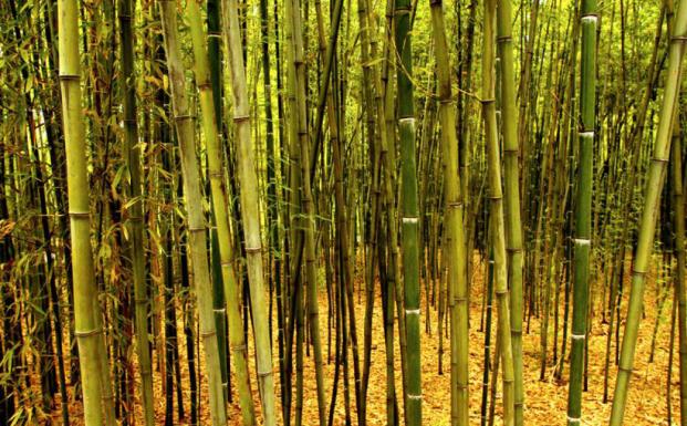 Bambus i Kina