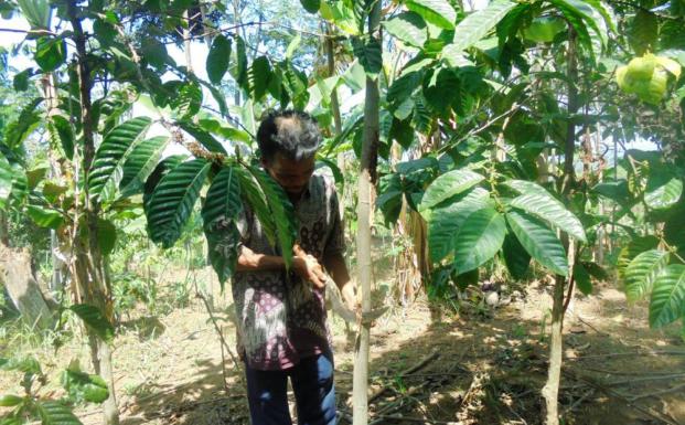 Pruning activity (© KSU Alas Mandari KTI) Pruning activity (© KSU Alas Mandari KTI)