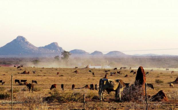 Savanne Namibia Savanne Namibia