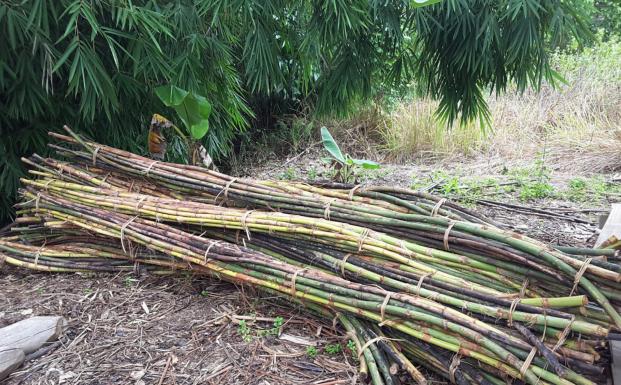 The raw material of rattan harvested from a well managed forest